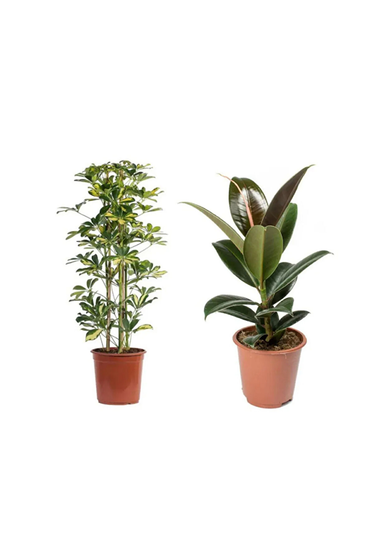 Ficus Elastica (Kauçuk) 60-80 cm - Shefflera (Şeflera) 100-120 Tek Gövdeli