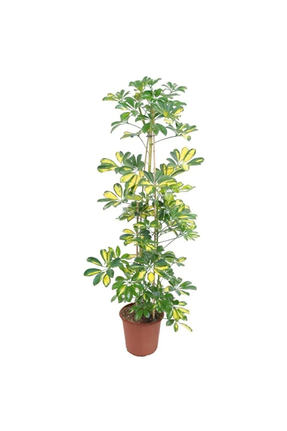 Videolu Yapraklı Çift Dal Alacalı Şeflera Çiçeği 40-60 Cm Saksılı Iç Mekan Bitkileri (SCHEFFLERA)