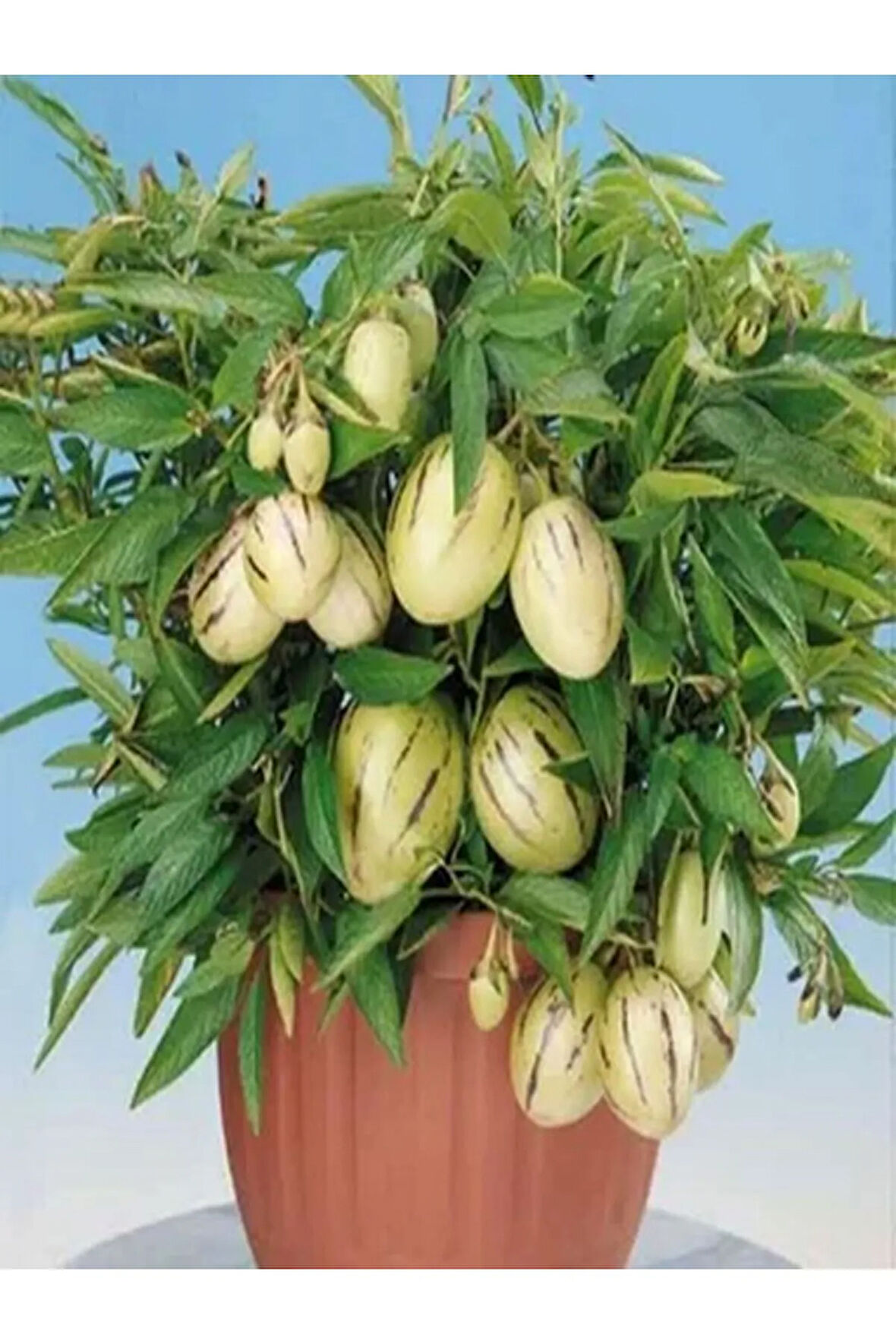 Videolu 1 Adet Özel Pepino Fidesi 10-25 Cm Tüplü Iç Mekan Bitkileri (SOLANUM MURİCATUM)