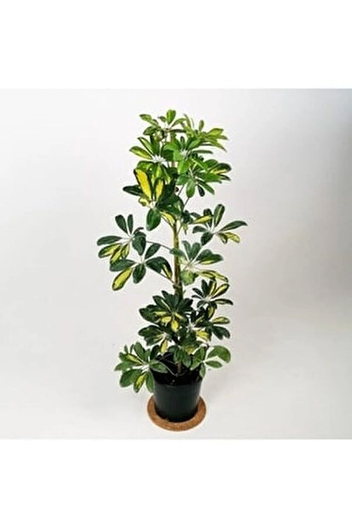 Videolu Tek Dal Alacalı Şeflera Çiçeği 45-90 Cm Saksılı Iç Mekan Bitkileri (SCHEFFLERA)