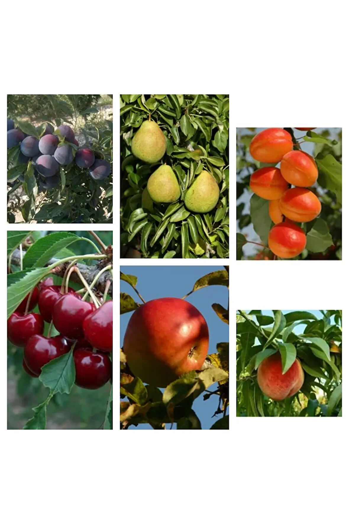 Videolu 6'lı Karışık Aşılı Meyve Fidanı Paketi (KİRAZ/ŞEFTALİ/MÜRDÜM ERİĞİ/ELMA/ARMUT/KAYISI)