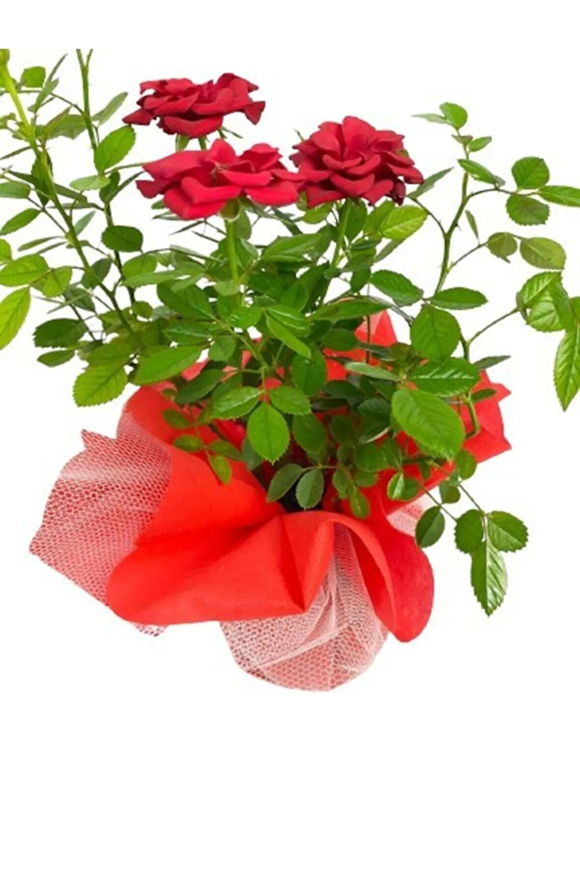 Gül Roses Ithal Hediye Paketinde + Hediye Notu