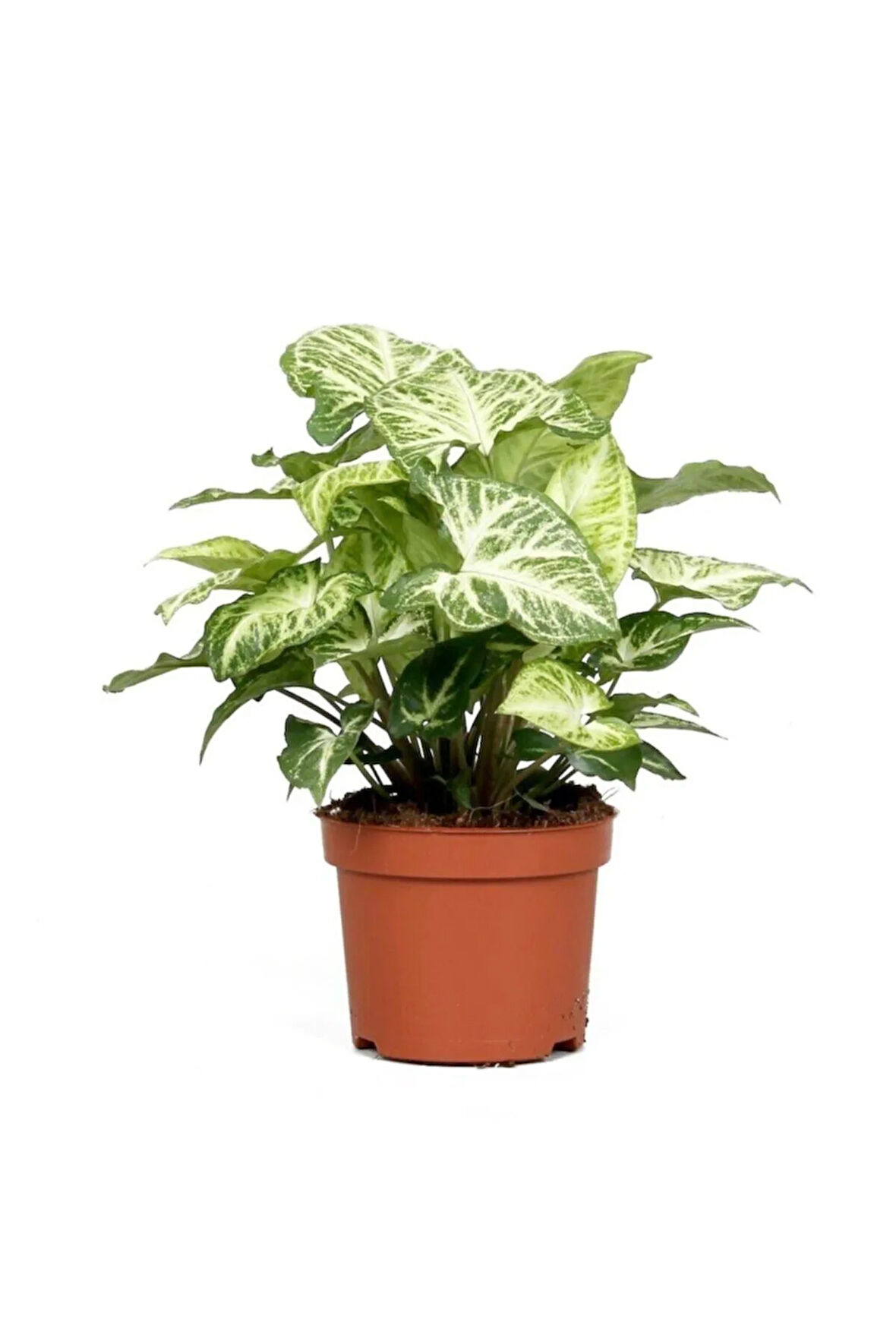 Videolu Hediyelik Melek Kanadı Çiçeği 25-40 Cm Saksılı Iç Mekan Bitkileri Syngonium Podophyllum