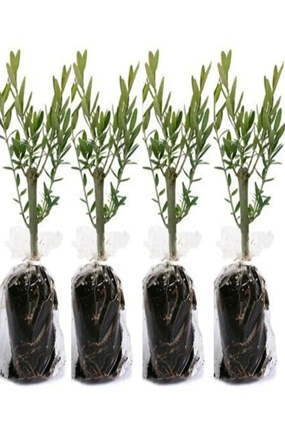 Videolu 10'lu Zeytin Fidanı 30-40 Cm Tüplü Iç Mekan Bitkileri Olive Sapling