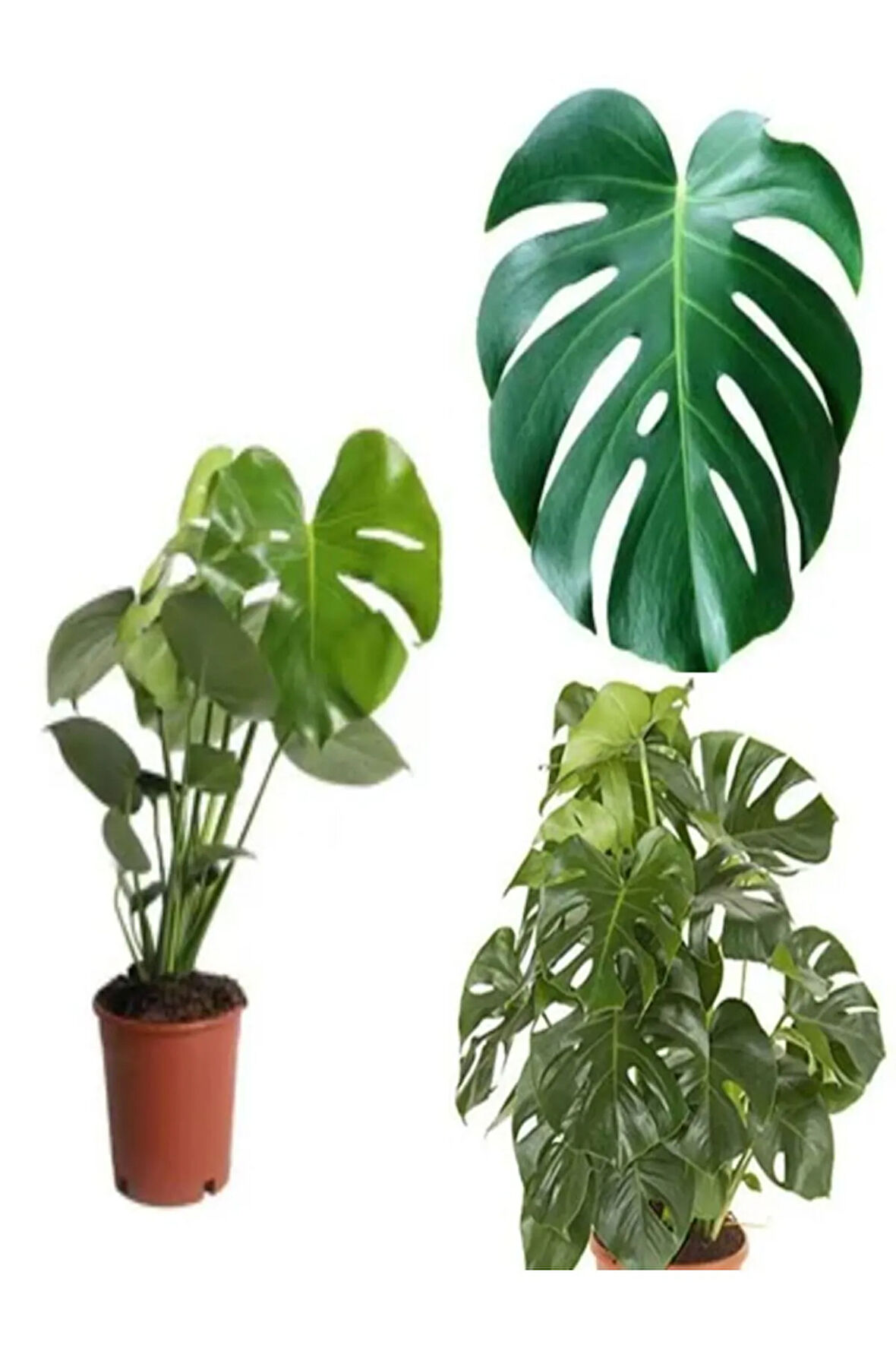 Videolu 1 Adet Deve Tabanı Çiçeği 30-60 Cm Saksılı Iç Mekan Bitkileri (MONSTERA)