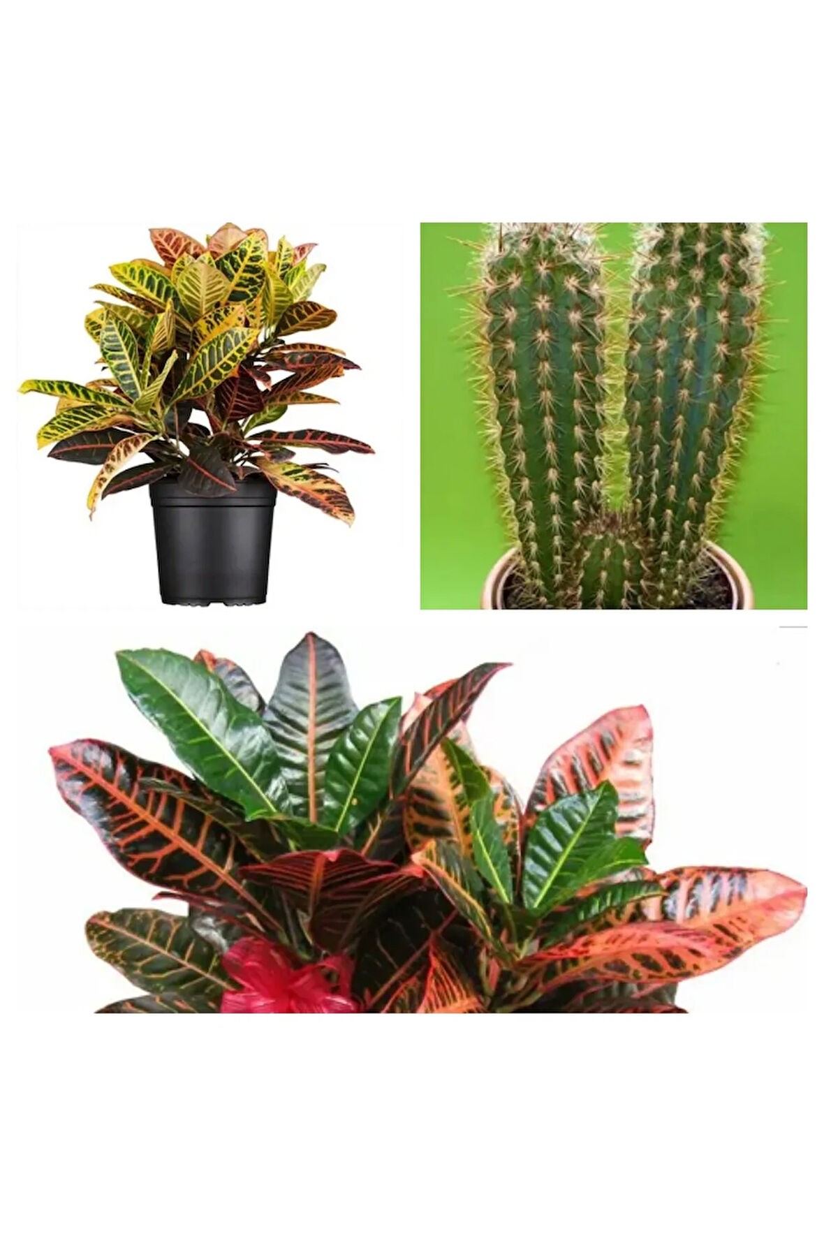 Videolu 2'li Rasyasyon Kaktüs 15-25cm Ve Kraton Çiçeği20-35 Cm Saksılı Iç Mekan Bitkileri