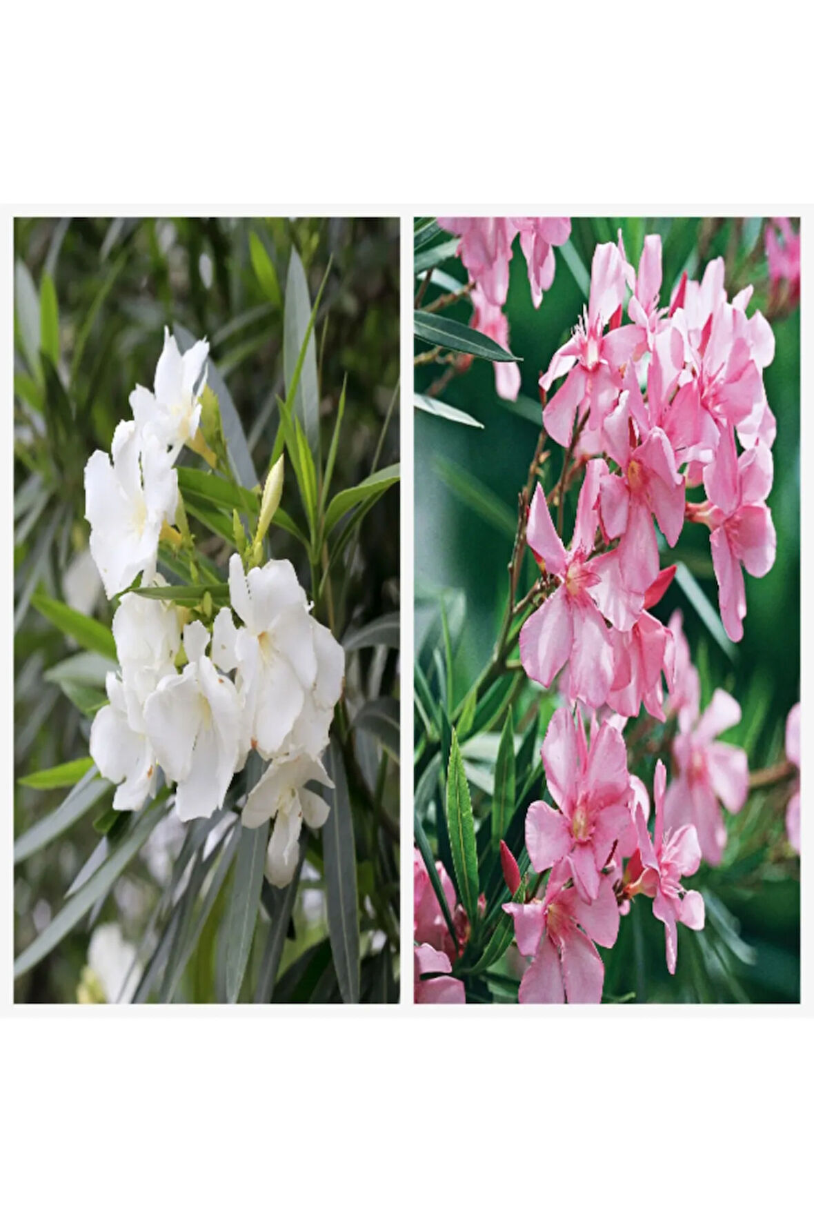 10'lu Zakkum Fidanı Paketi