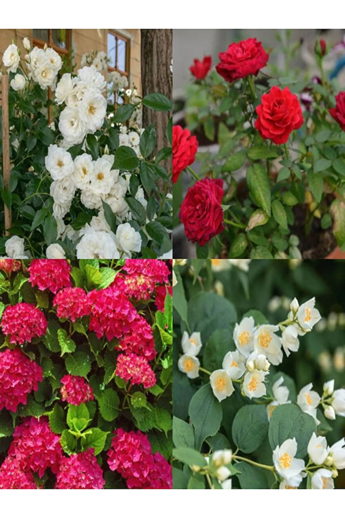 Videolu Filbahri-kırmızı Gül-beyaz Gül-kırmızı Ortanca Çiçek Seti 1 Adet Saksılı/ Tüplü