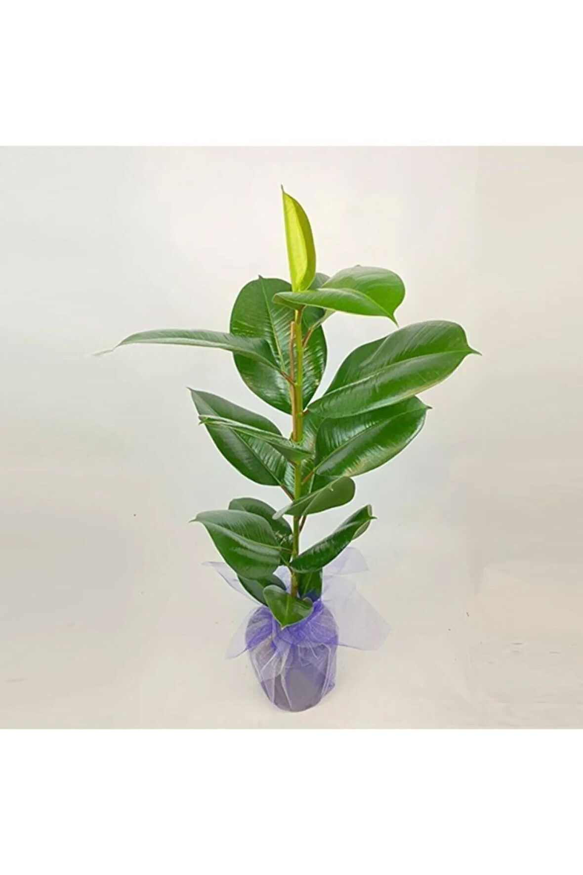 Kauçuk Çiçeği 80cm Hediye Paketli+Hediye Notu