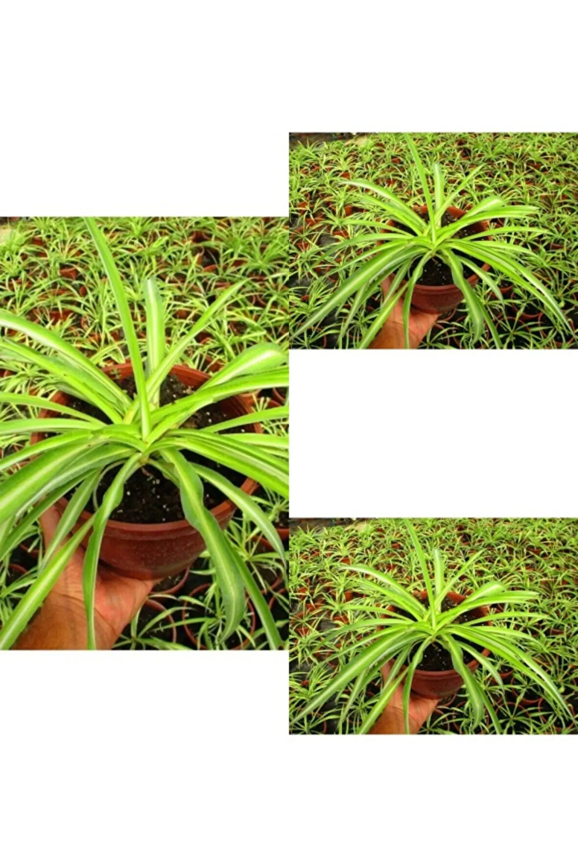 Videolu Kurdele Çiçeği 3 Adet Saksılı/ Tüplü 15-25 Cm Bahçe-salon Bikisi (CHLOROPHYTUM)