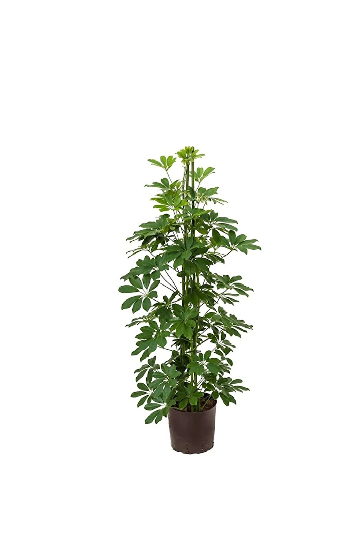 Videolu Tek Dal Şeflera Çiçeği 45-65cm Saksılı Iç Mekan/salon Bitkileri (SCHEFFLERA)