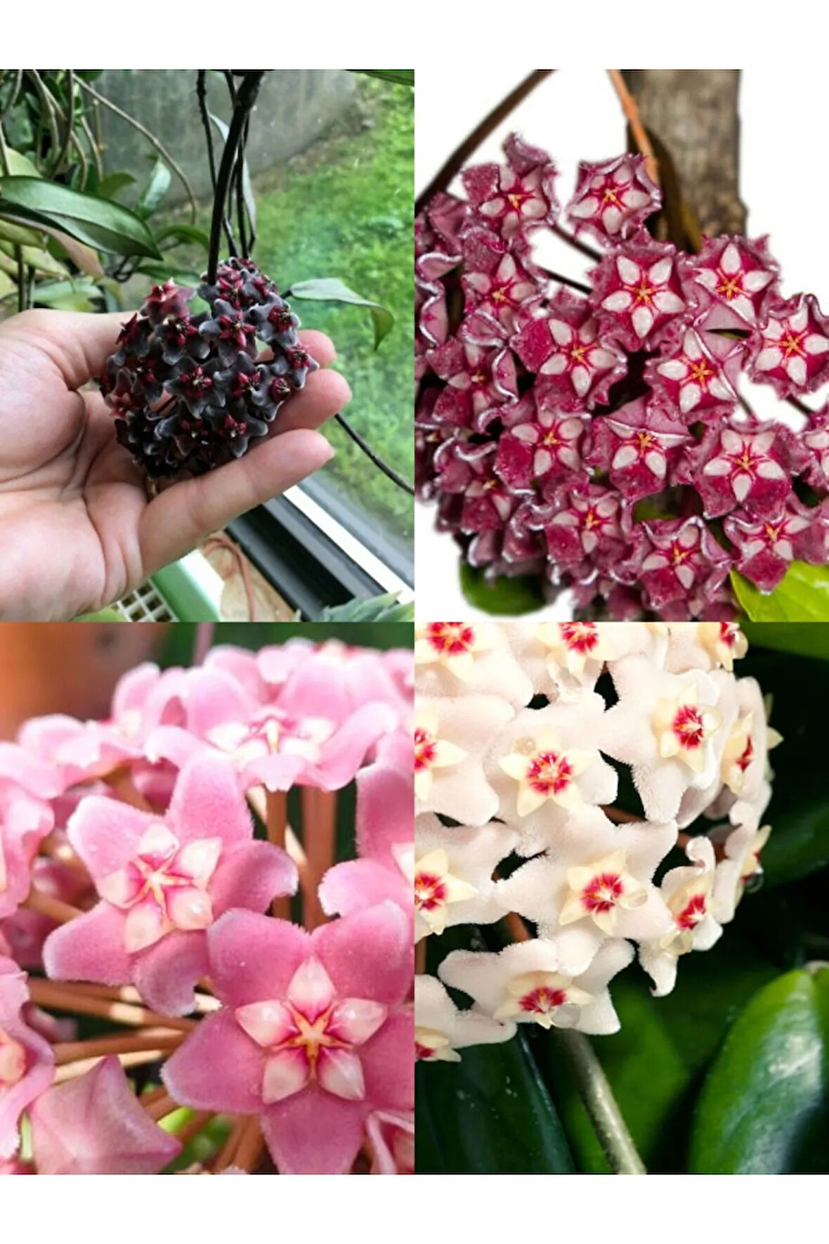 Videolu Kokulu Mum Çiçeği Bitkisi 4 Adet Saksılı 10-20cm Iç Mekan Salon Bitkisi (HOYA)