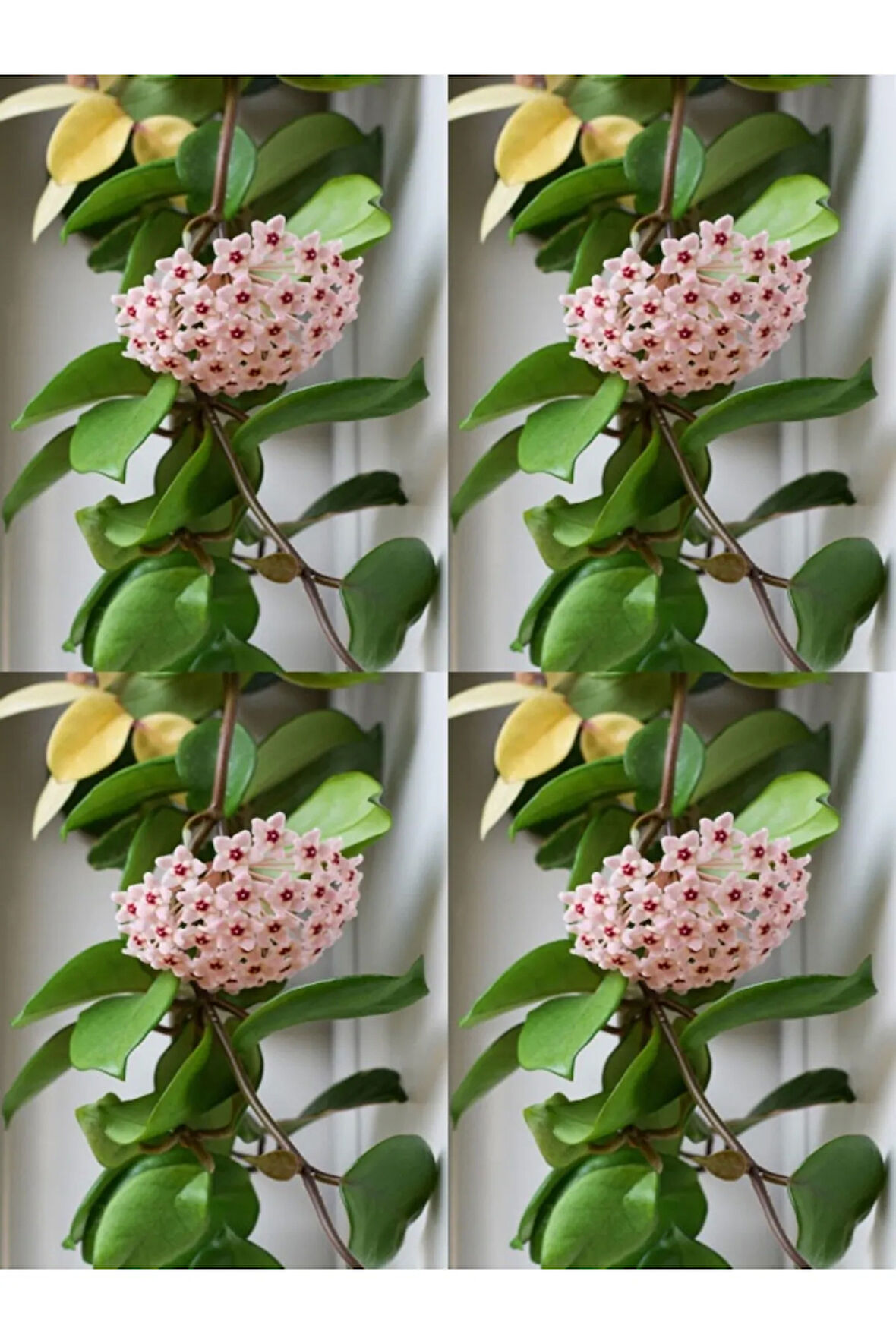 Videolu Mum Çiçeği Bitkisi (50 70 CM)4 Adet Saksılı Iç Mekan Bitkisi Hoya Carnosa