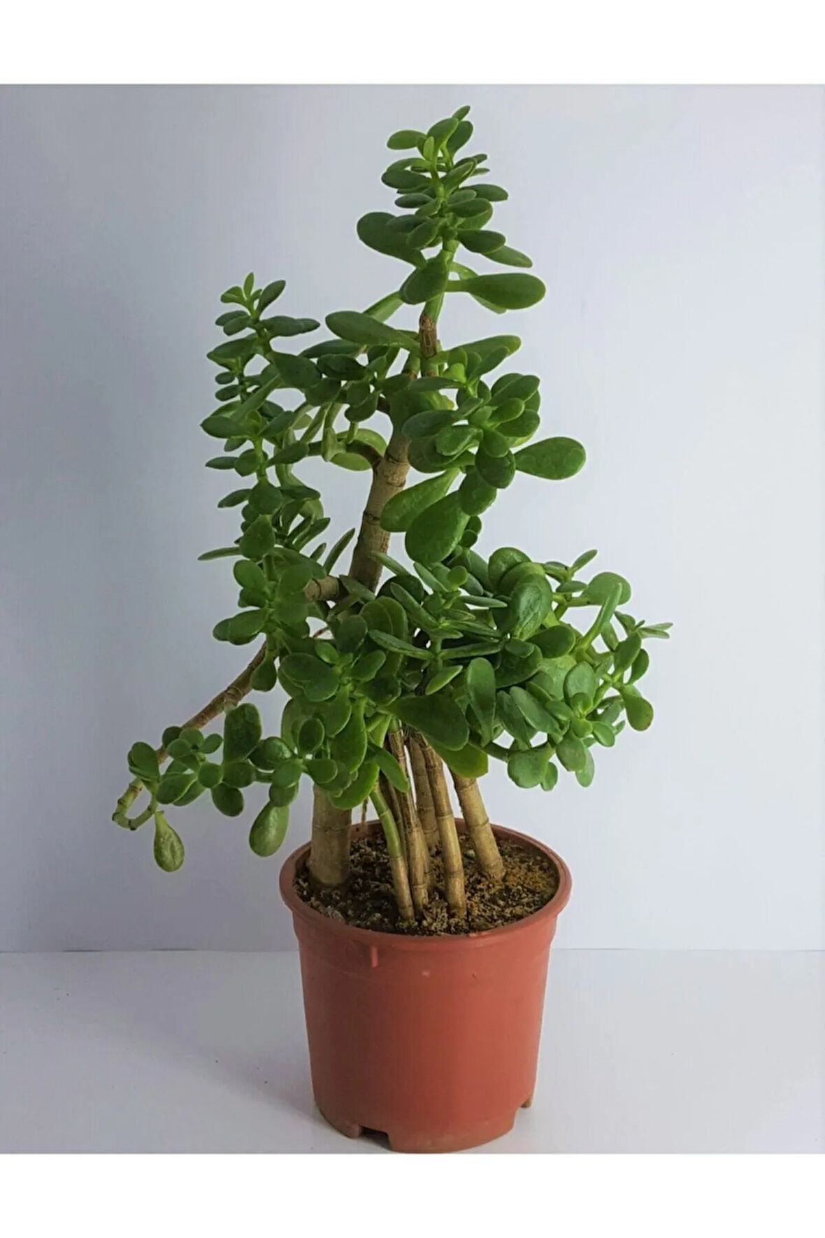 Bonsai Crassula Ovata Para Bereket Ağacı 10yaş