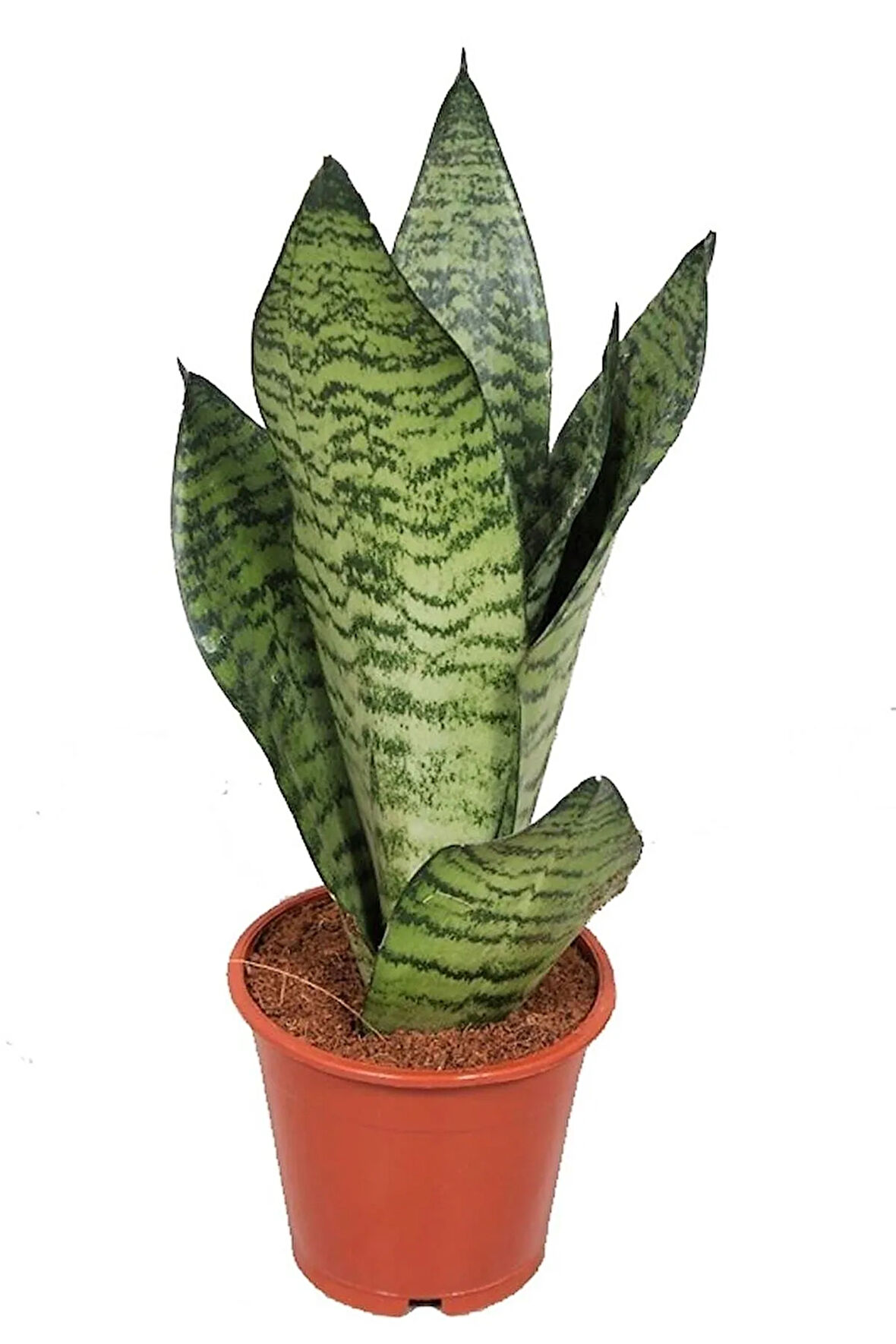 Sansevieria Zeylanica Paşa Kılıcı Hava Temizleyici Bitki Ev Ofis Salon Bitkisi