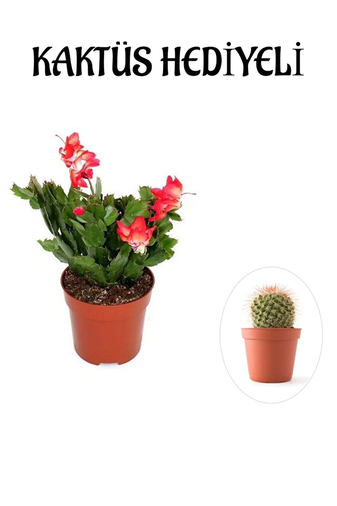 Çok Avantajlı Hediyelik Kırmızı Renk Yılbaşı Çiçeği Sevgililer Gününe Özel KAKTÜS HEDİYELİ