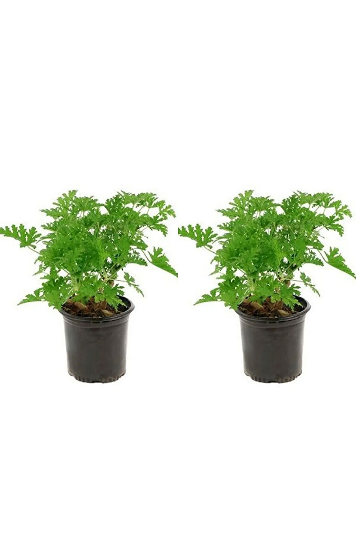 Videolu Öğretmenler Gününe Özel Itır Çiçeği (20 30 CM)2 Adet Iç Mekan Bitkisi Pelargonium