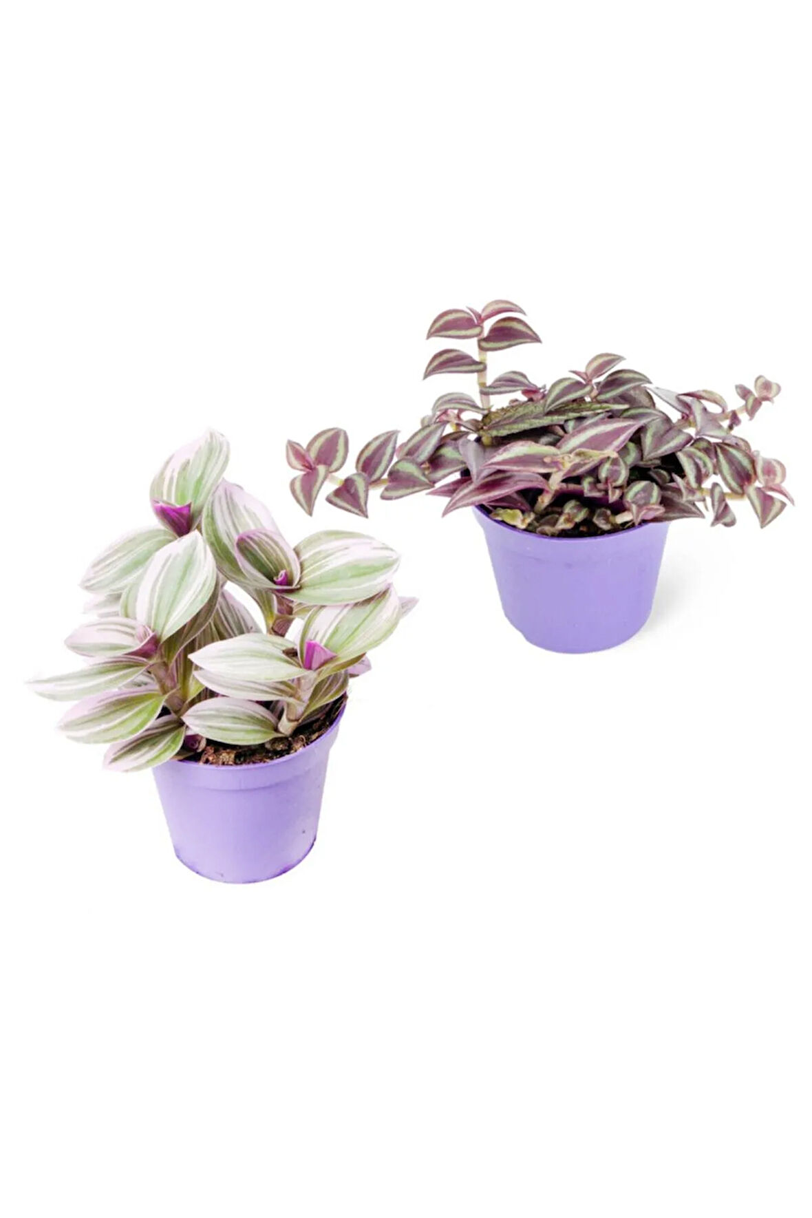 Videolu Tüylü Telgraf Çiçeği (5 15 CM)2 Adet Saksılı Hediyelik Iç Mekan Bitkisi Tradescantia