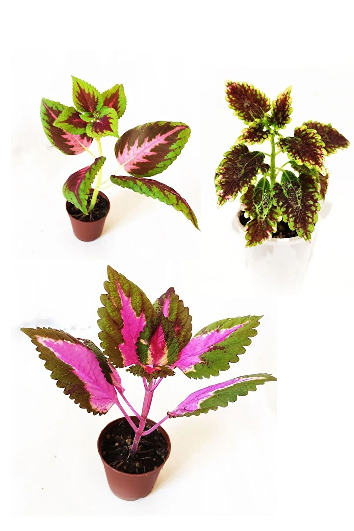 Videolu Yaprak Güzeli Set Kolyos Mix (5 15 CM)3 Adet Saksılı Iç Mekan Bitkisi Coleus Scutellarioides
