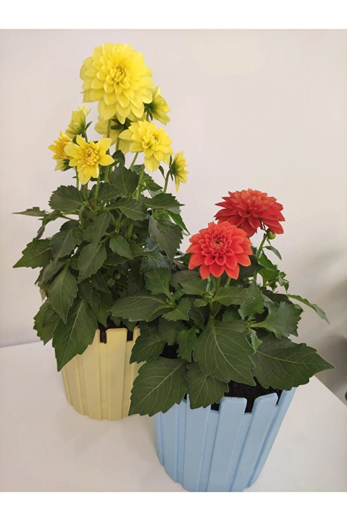 Videolu 2'li Kırmızı/sarı Yıldız Dahlia Çiçeği 15-30 Cm Saksılı Iç Mekan Bitkileri Starflower