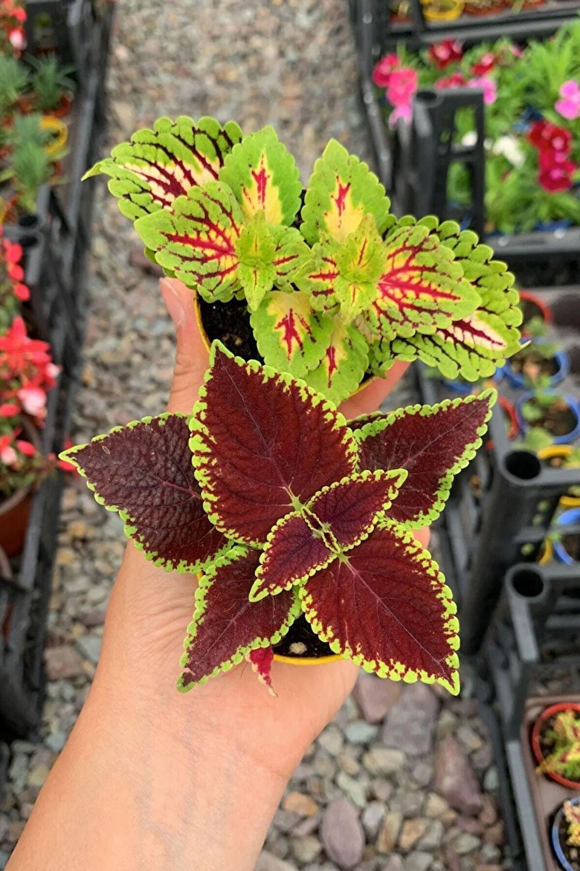 Videolu Yaprak Güzeli Kolyos Karışık Renk (5 15 CM)2 Adet Iç Mekan Bitkisi Coleus Scutellarioides