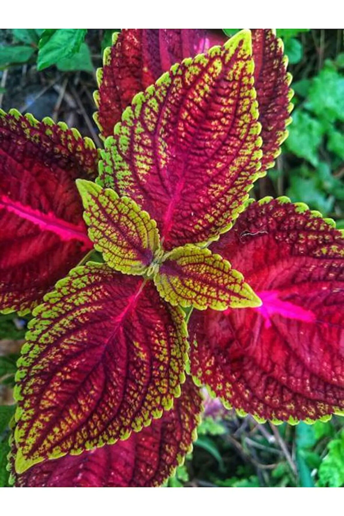 Videolu Hediyelik Yaprak Güzeli (10 20 CM)1 Adet Saksılı Iç Mekan Bitkisi Coleus Scutellarioides