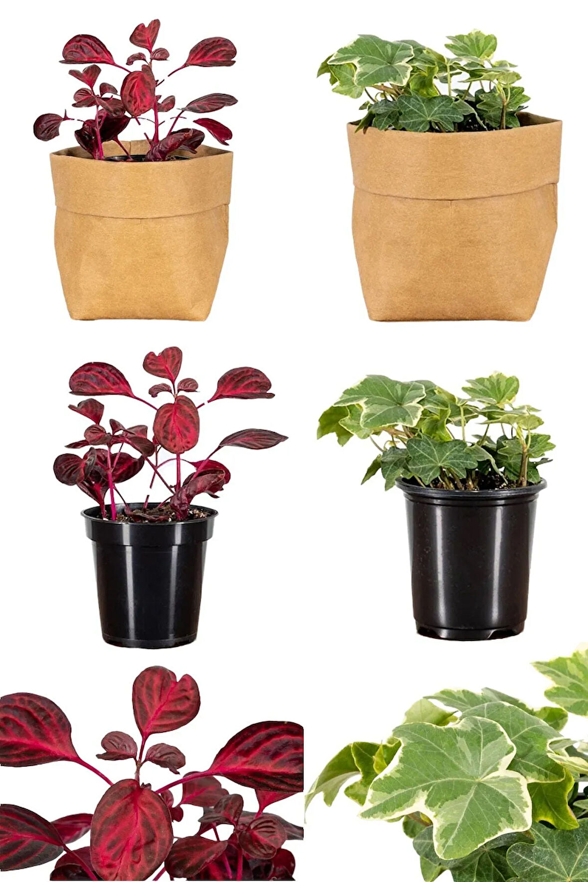 Videolu 2'li Çingene Şalvarı/duvar Sarmaşığı Çiçeği 10-20cm Saksılı Iresine Herbstii/hedera Helix