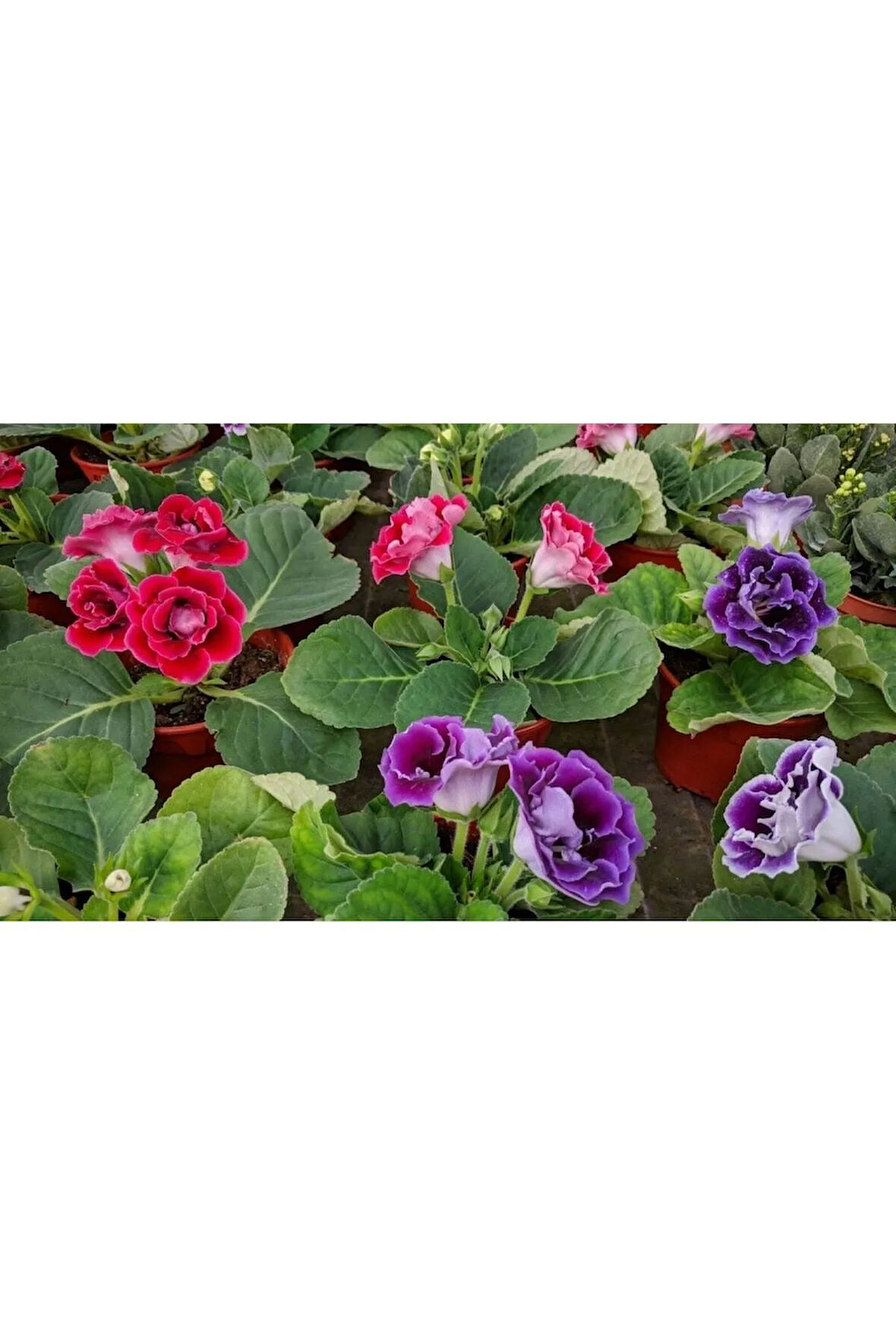 Bardak Menekşesi – Gloksinya 5’li Set