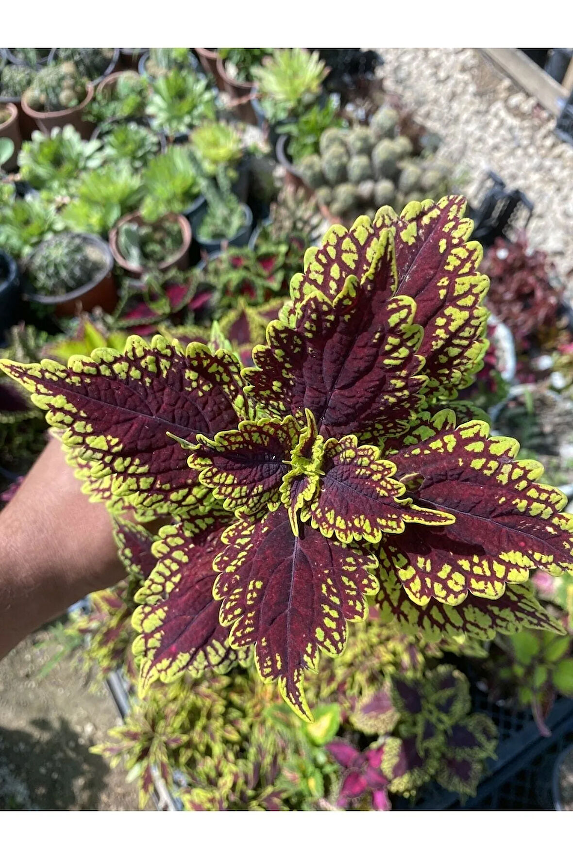 Özel Tür Formlu Yaprak Güzeli Çiçeği (KOLYOS) 1 Adet Saksılı 10-20cm Saksı Çiçeği