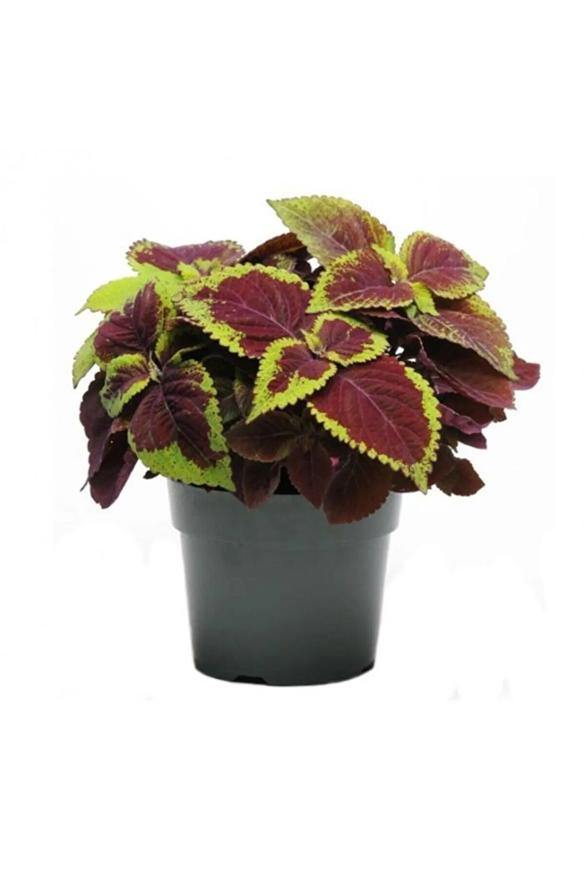 Yaprak Güzeli Kolyos Çiçeği