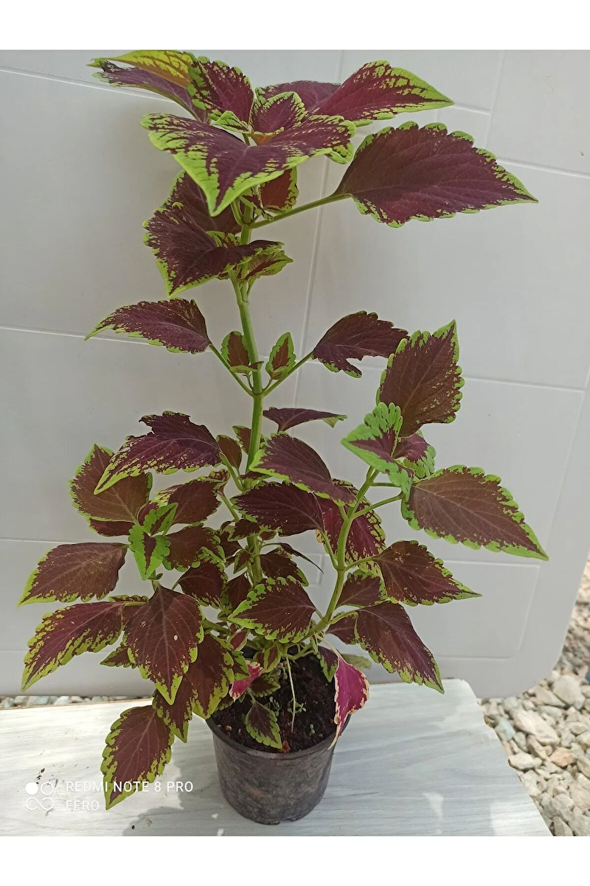 Yaprak Güzeli-yaprağı Güzel