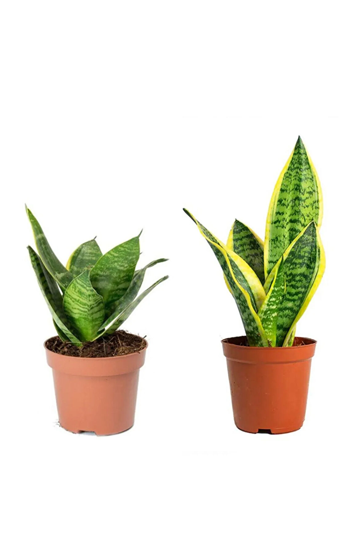 Sansevieria Mini - Paşa Kılıcı -peygamber Kılıcı Mini Seti