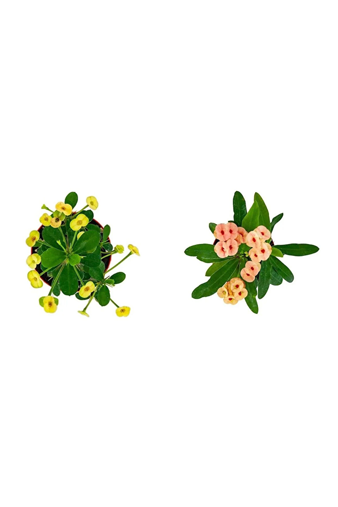 Euphorbia Milli Dikenler Tacı 2'li Set