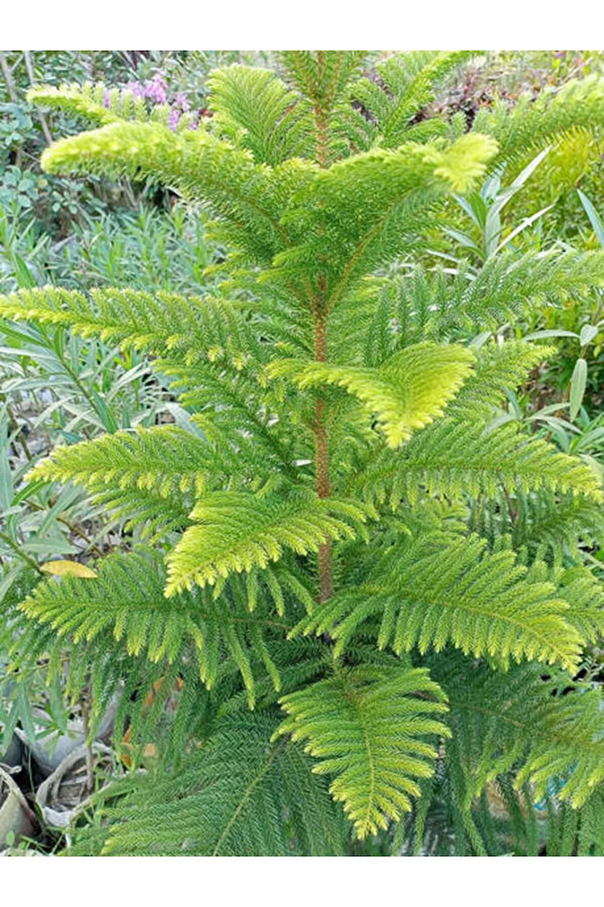 Videolu Arokarya Salon Çamı 1 Adet Saksılı/ Tüplü 40-50cm Salon Ofis Bitkisi