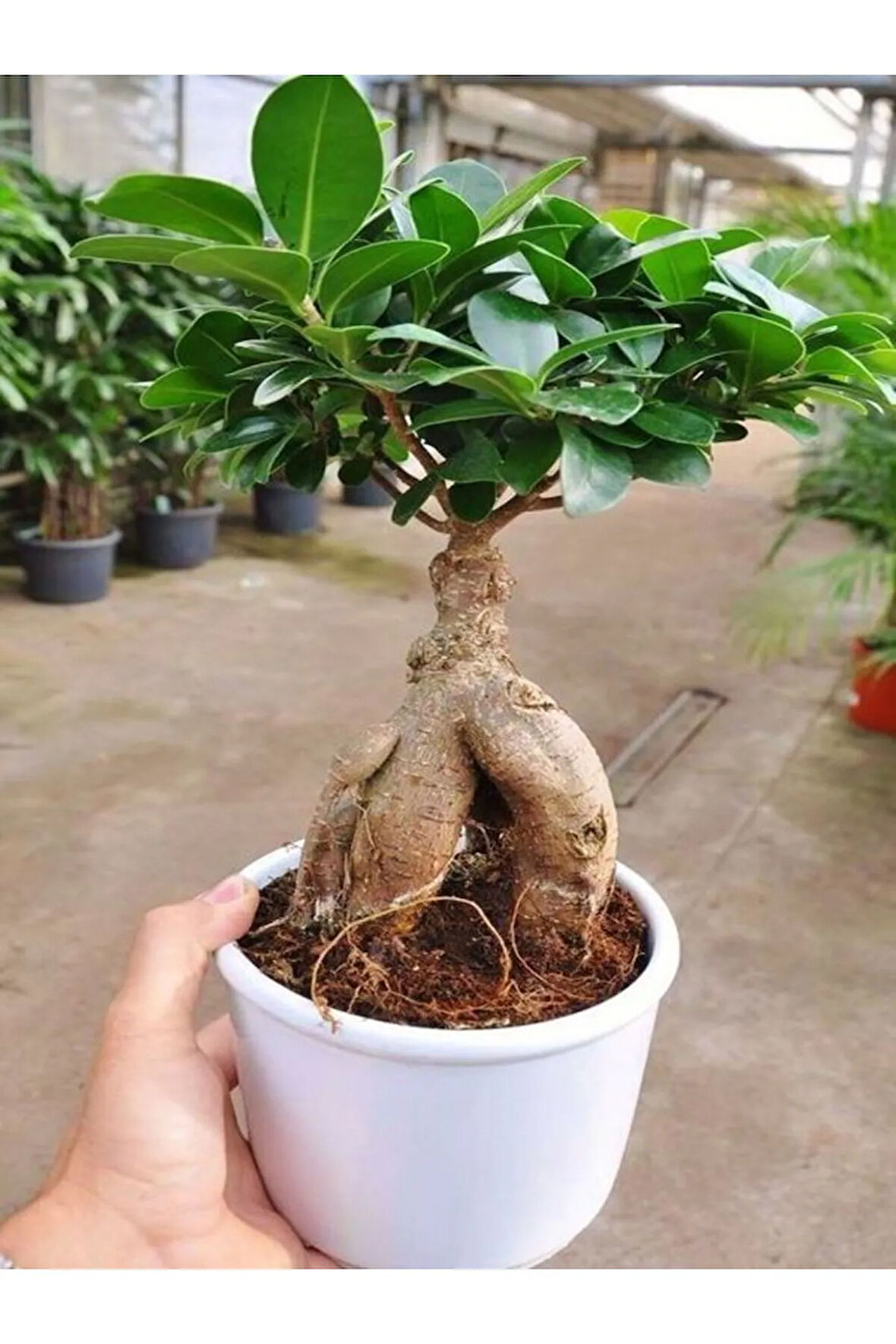 Videolu Bonsai Fidanı 1 Adet Saksılı 20-40 Cm Iç Mekan Salon Bitkisi (FİCUS BONSAİ)