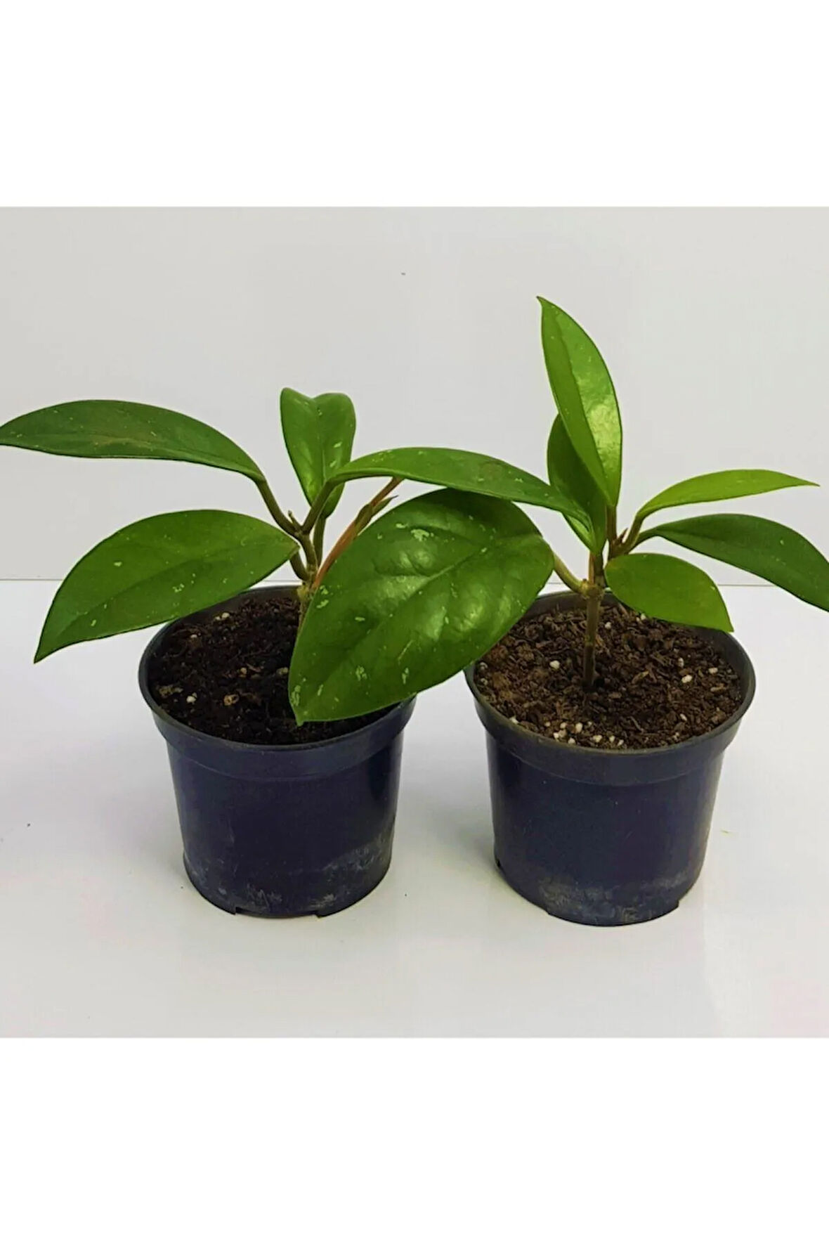 Mum Çiçeği Fidesi Hoya Carnosa Kokulu 9cm Saksıda 2 Adet