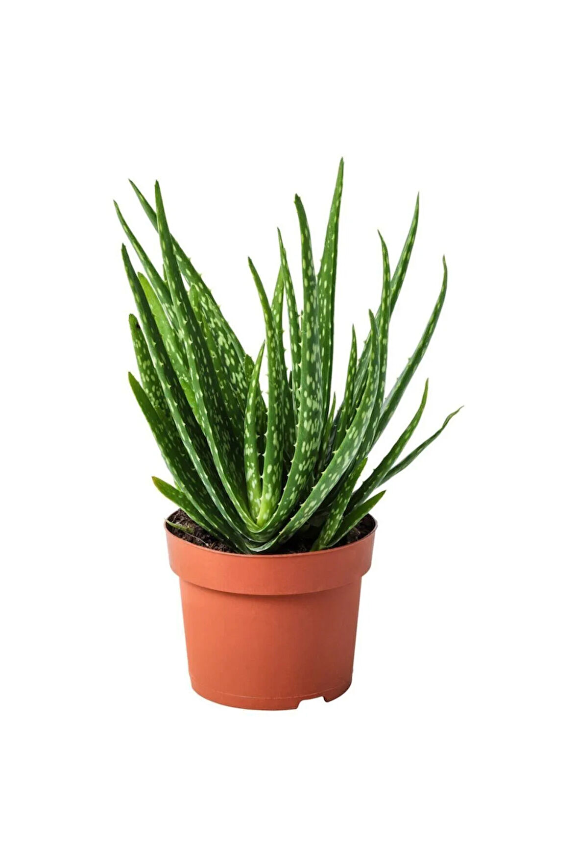 Videolu Aloe Vera Biktisi 1 Adet Saksılı/ Tüplü 15-30cm Iç Mekan Salon Bitkisi