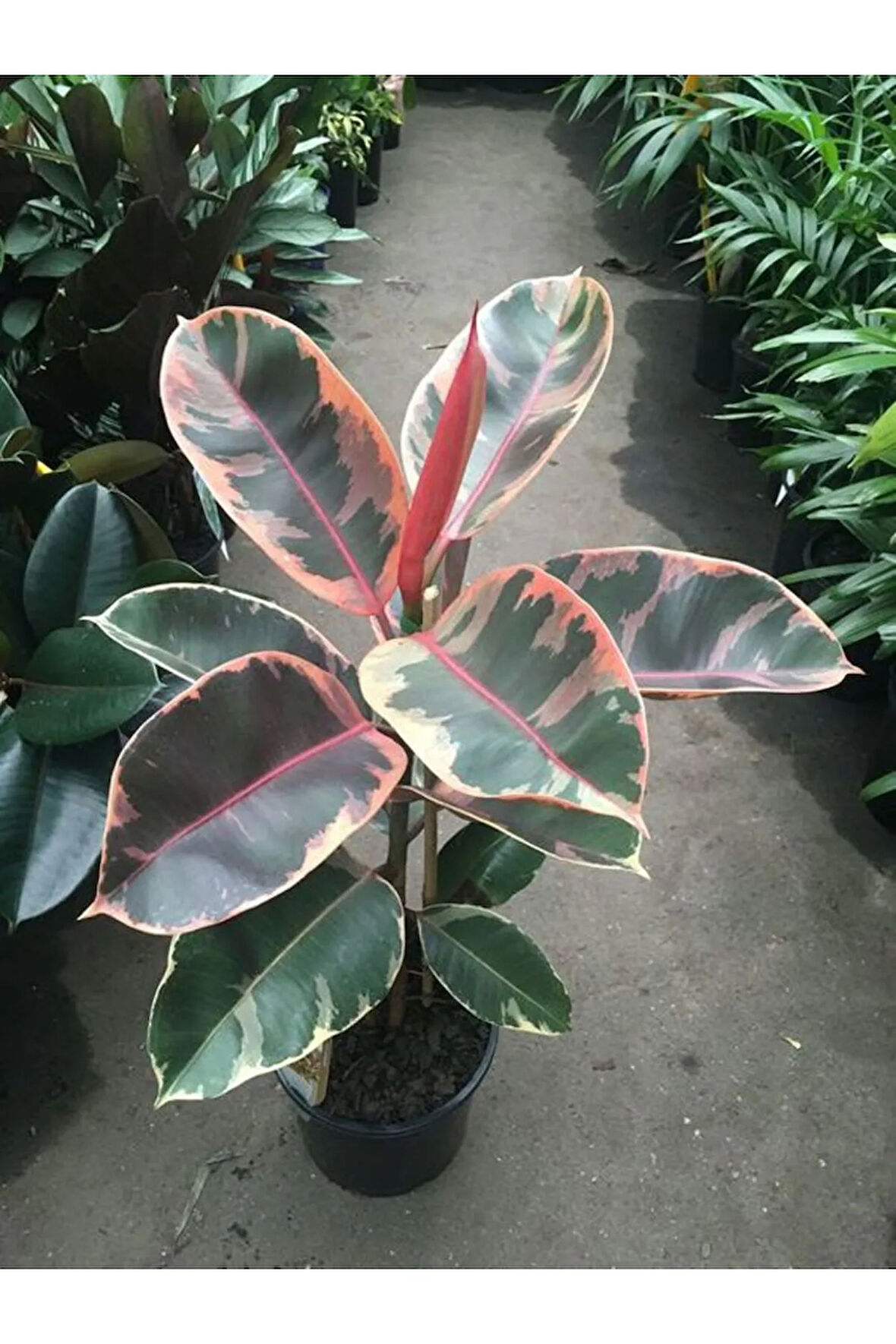 Videolu Pembe Alacalı Kauçuk Çiçeği 1 Adet Saksılı 80-100cm Iç Mekan Bitkisi Hediyelik Salon Bitkisi