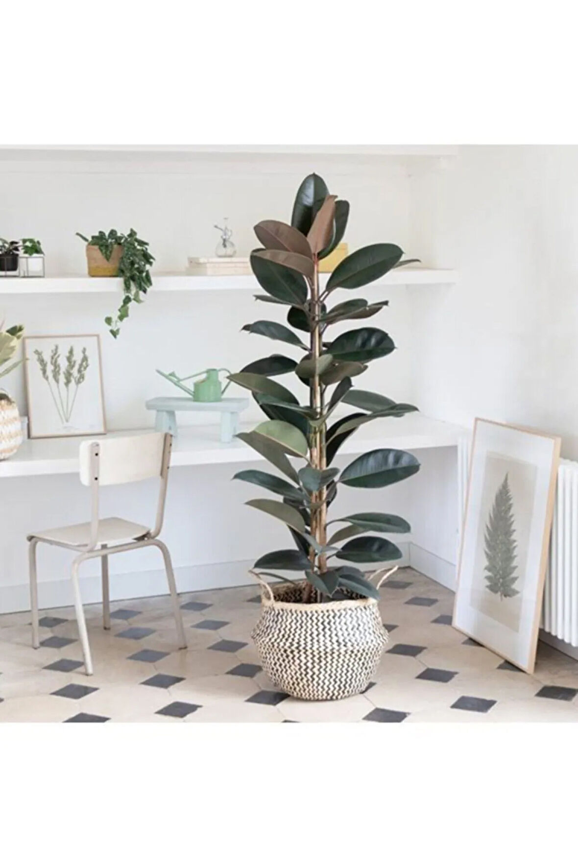 Kauçuk Bitkisi Çift Dal 100cm