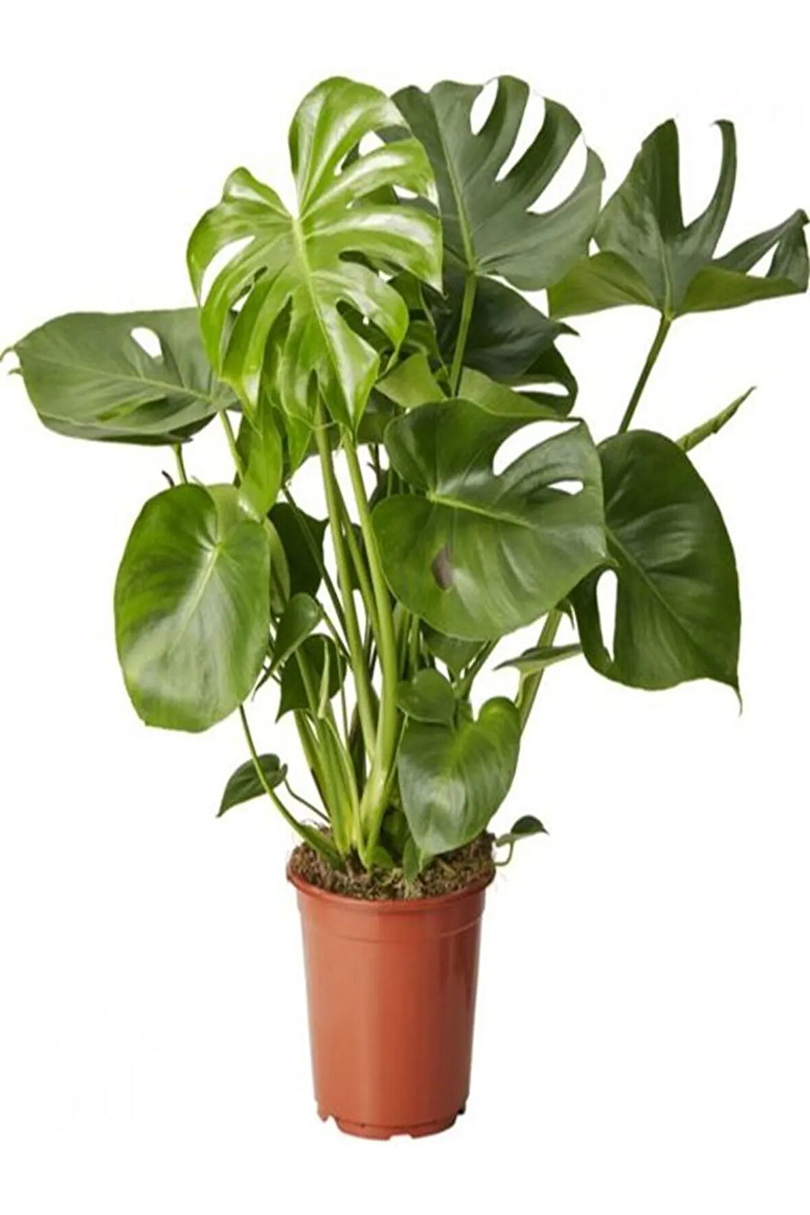 Videolu Deve Tabanı Bitkisi Dolgun Formlu 1 Adet Saksılı 60-80cm Salon Bitkisi(MONSTERA DELİCİOSA)