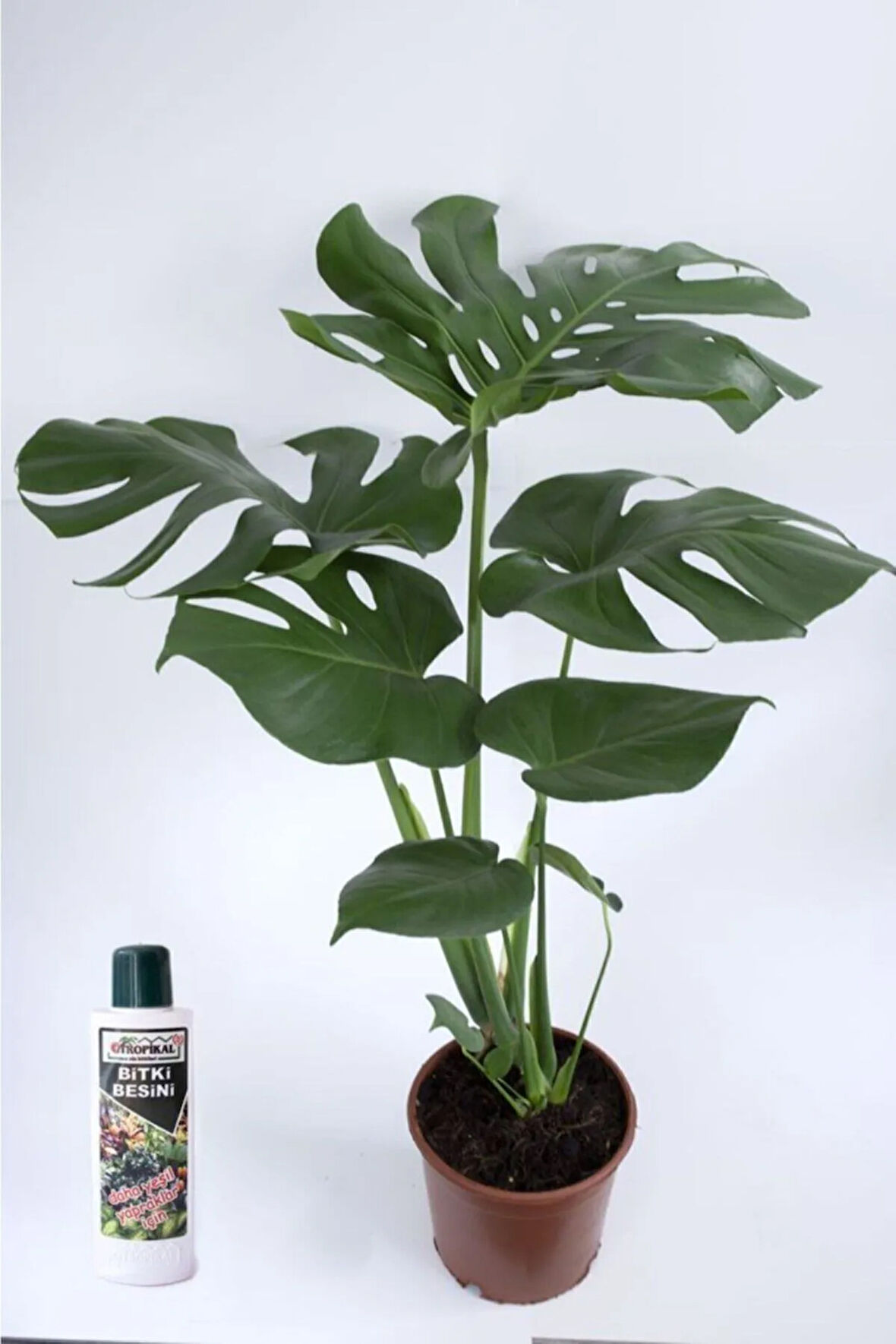 Deve Tabanı Çiçeği Besin Hediyeli Monstera Deliciosa