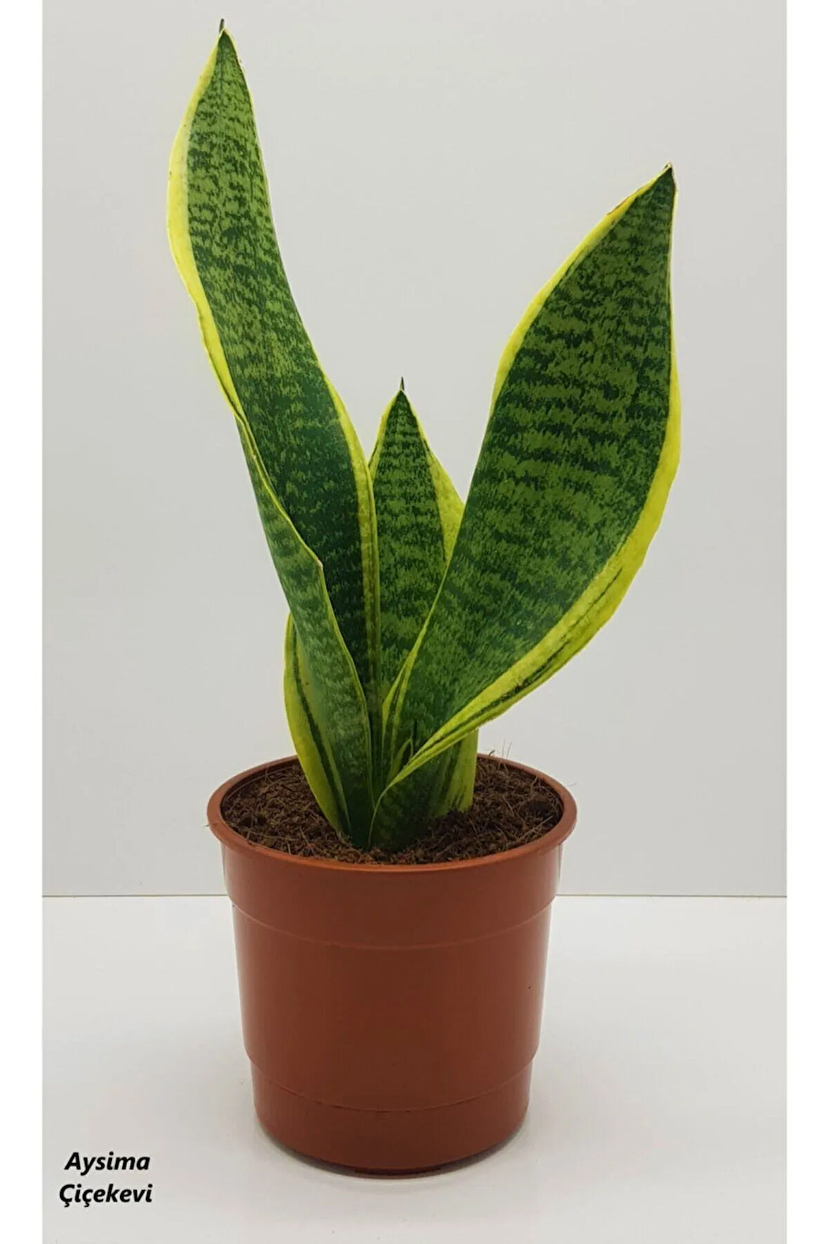 Çok Avantajlı Paşa Kılıcı Sansevaria Peygamber Kılıç Çiçeği 35 Cm