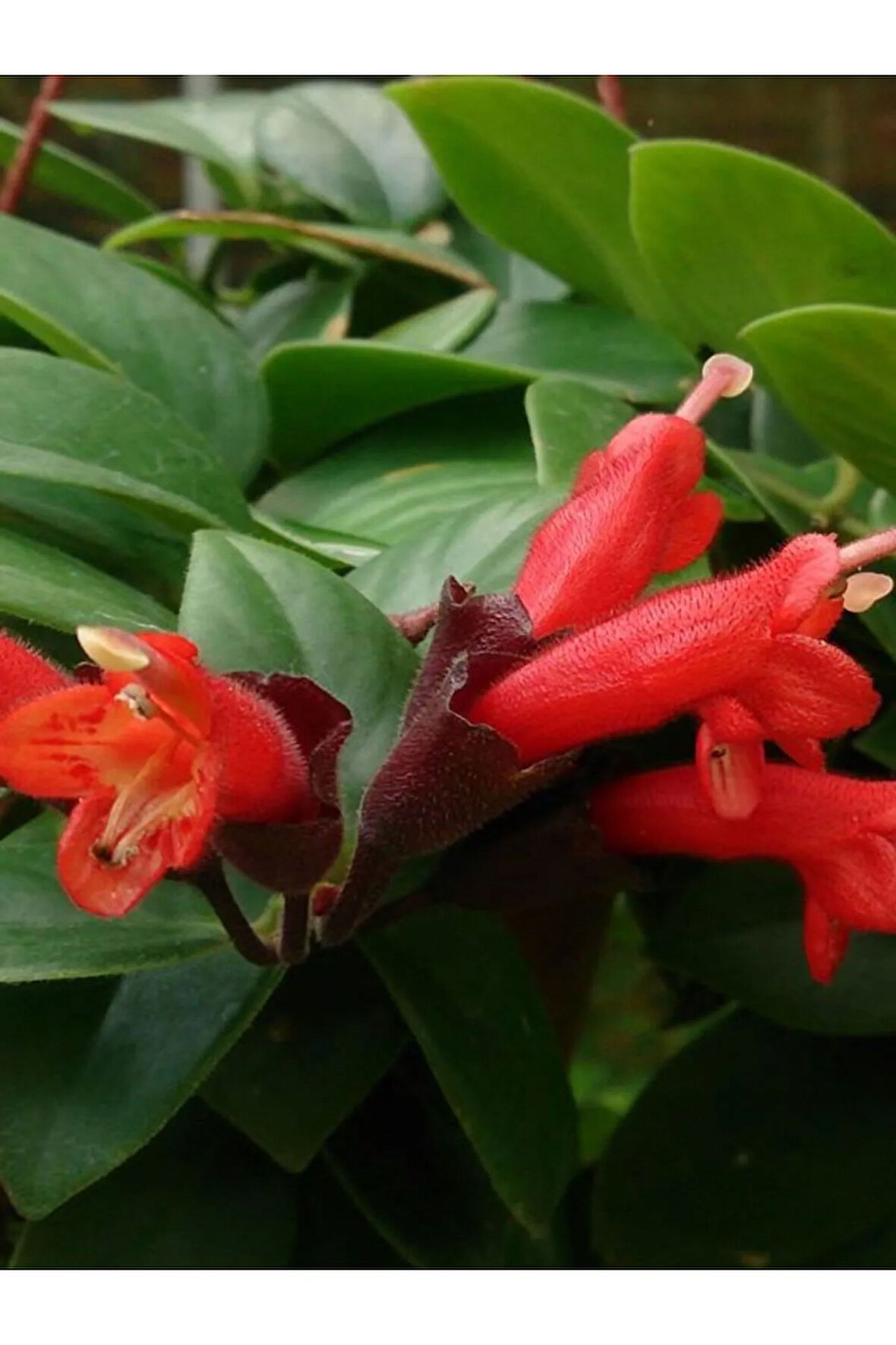 Videolu Kırmızı Ruj Çiçeği Sarmaşık 1 Adet Saksılı 20-40cm Iç-dış Mekan Bitkisi (AESCHYNANTHUS)