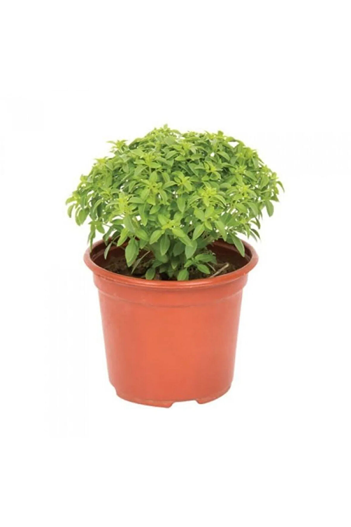 Saksılı Yoğun Kokulu Fesleğen Çiçeği Fidanı 10-20 Cm