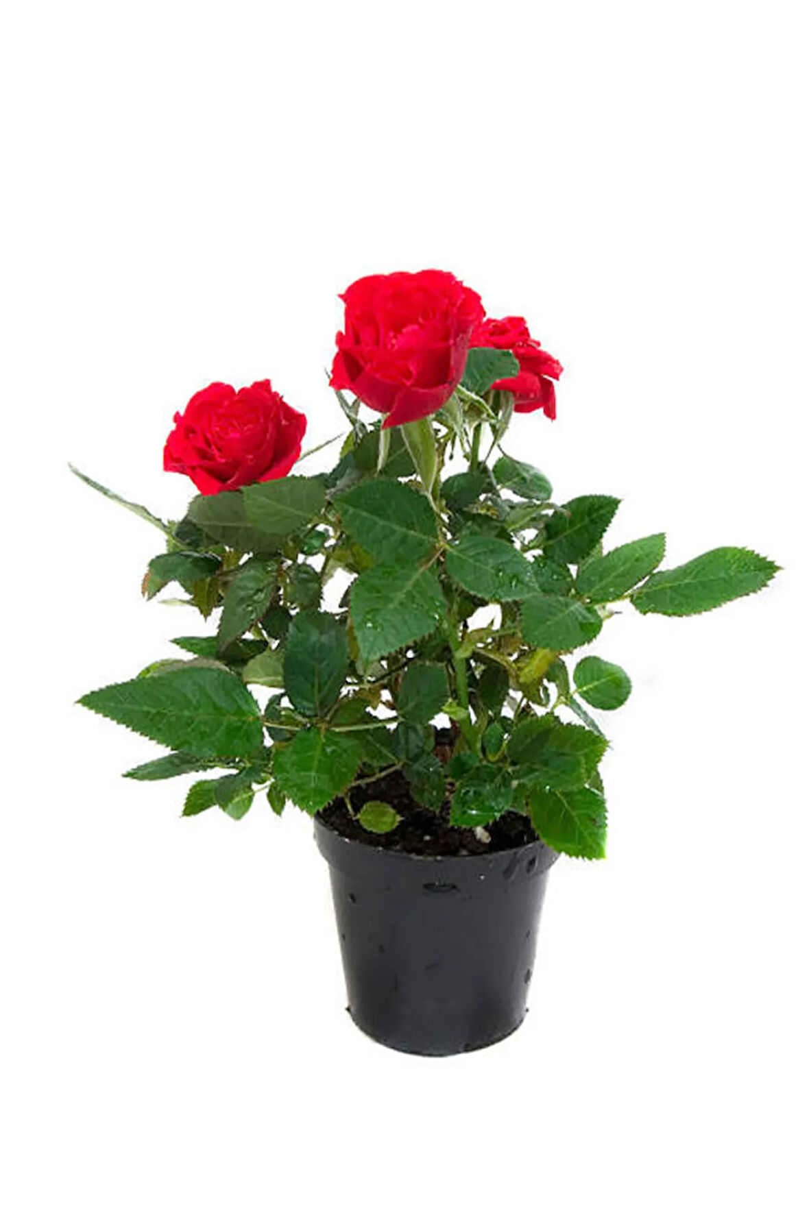 Videolu Yediveren Kırmızı Gül Fidanı 1 Adet Saksılı/ Tüplü 10-15cm Bahçe Bitkisi (RED ROSE)