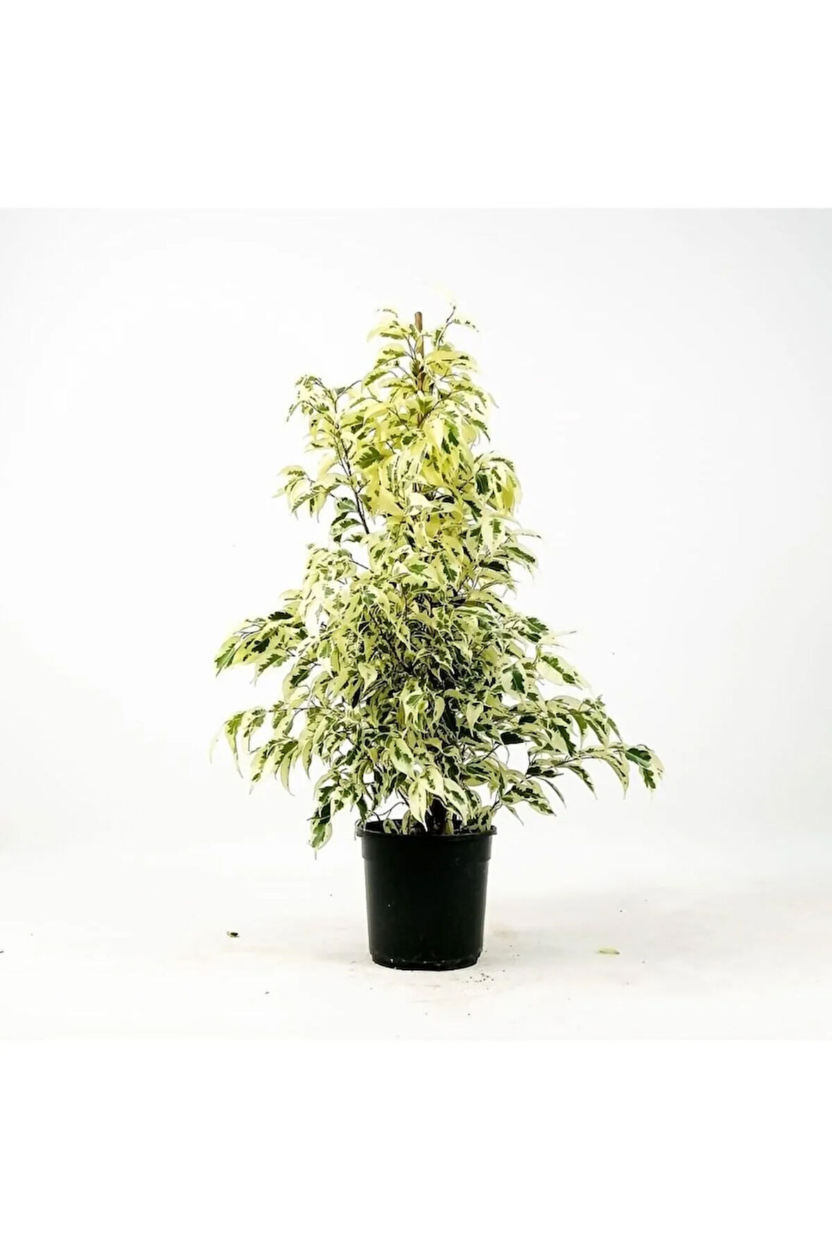 Videolu Benjamin Bitkisi Alaca Yapraklı 1 Adet Saksılı 60-80cm Iç Mekan Bitkisi(FİCUS BENJAMİNA)