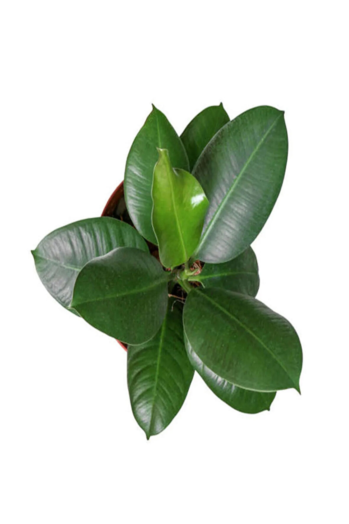 Videolu Kauçuk Bitkisi 1 Adet Saksılı/ Tüplü 60-90cm Ofis Salon Ev Iç Mekan Bitkisi Ficus Elastica