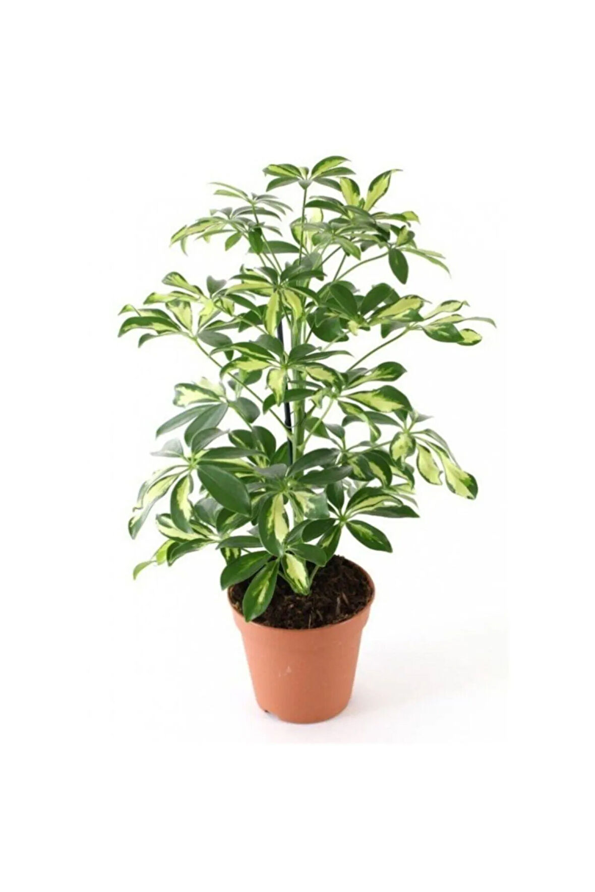 Videolu Alacalı Şeflera Çiçeği Fidanı 1 Adet Saksılı/tüplü 40-60cm Iç Mekan Bitkisi (SCHEFFLERA)