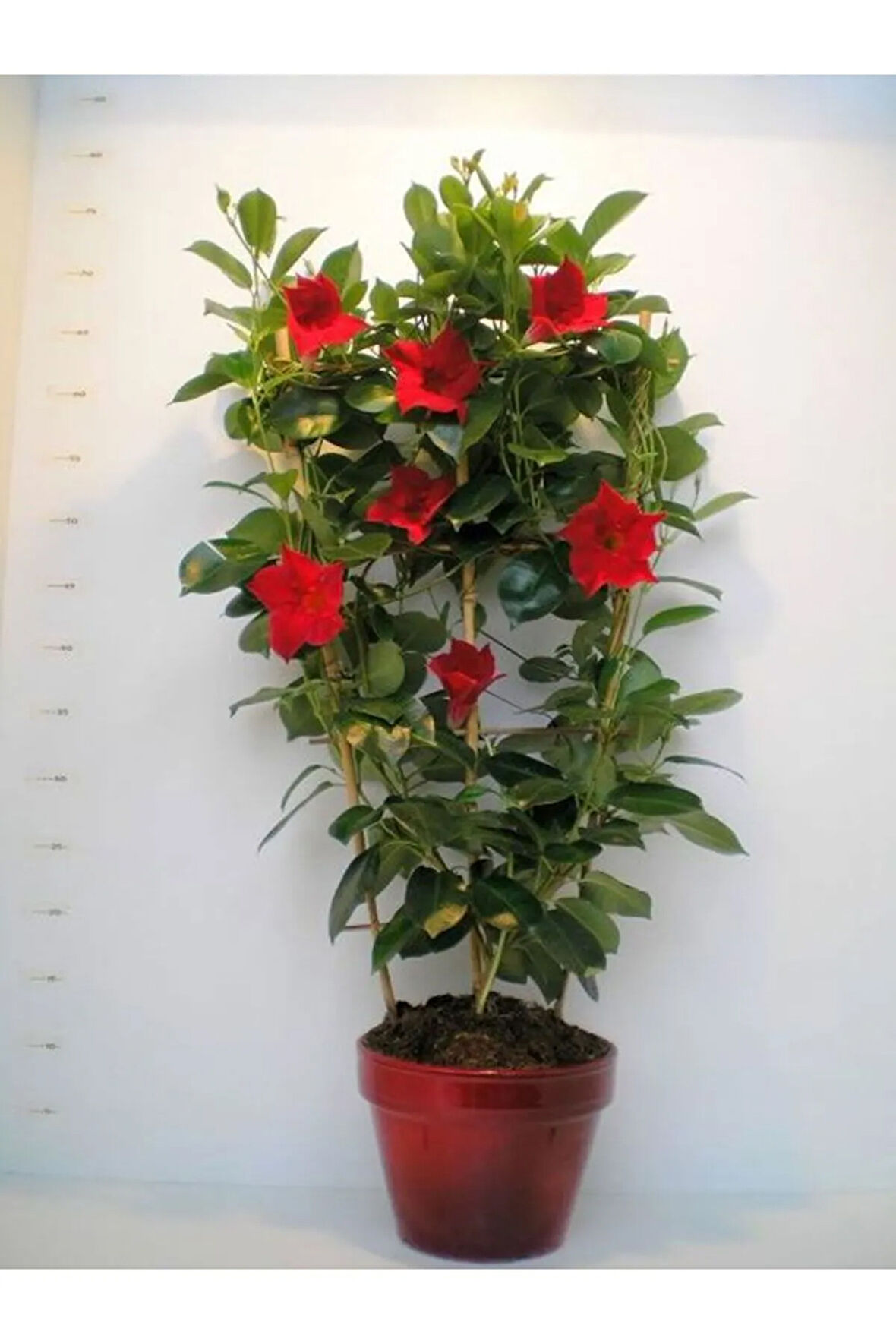 Videolu Kırmızı Mandavilla Sarmaşıgı 1 Adet Saksılı/ Tüplü 40-60 Cm Bahçe Teras Bitkisi