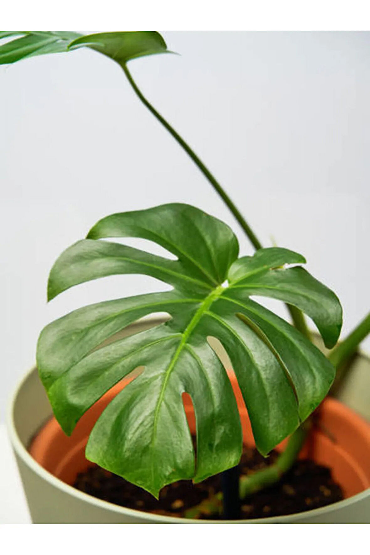 Videolu Deve Tabanı Bitkisi 1 Adet Saksılı 60-100 Cm Iç Mekan Salon Bitkisi (MONSTERA DELİCİOSA)